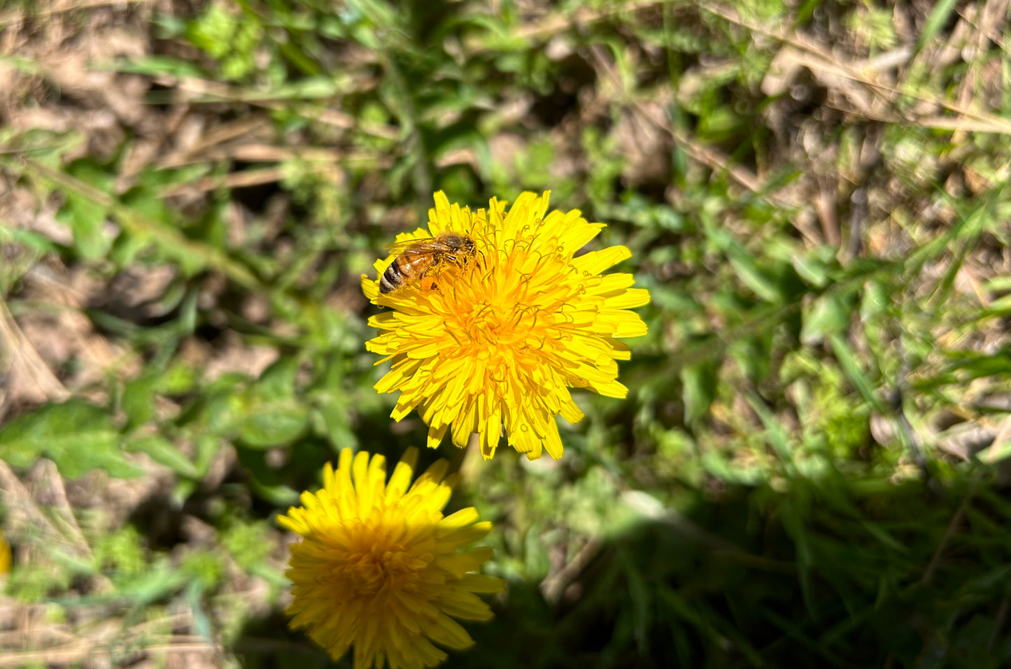 Bees on a yellow flower with a blurred green background