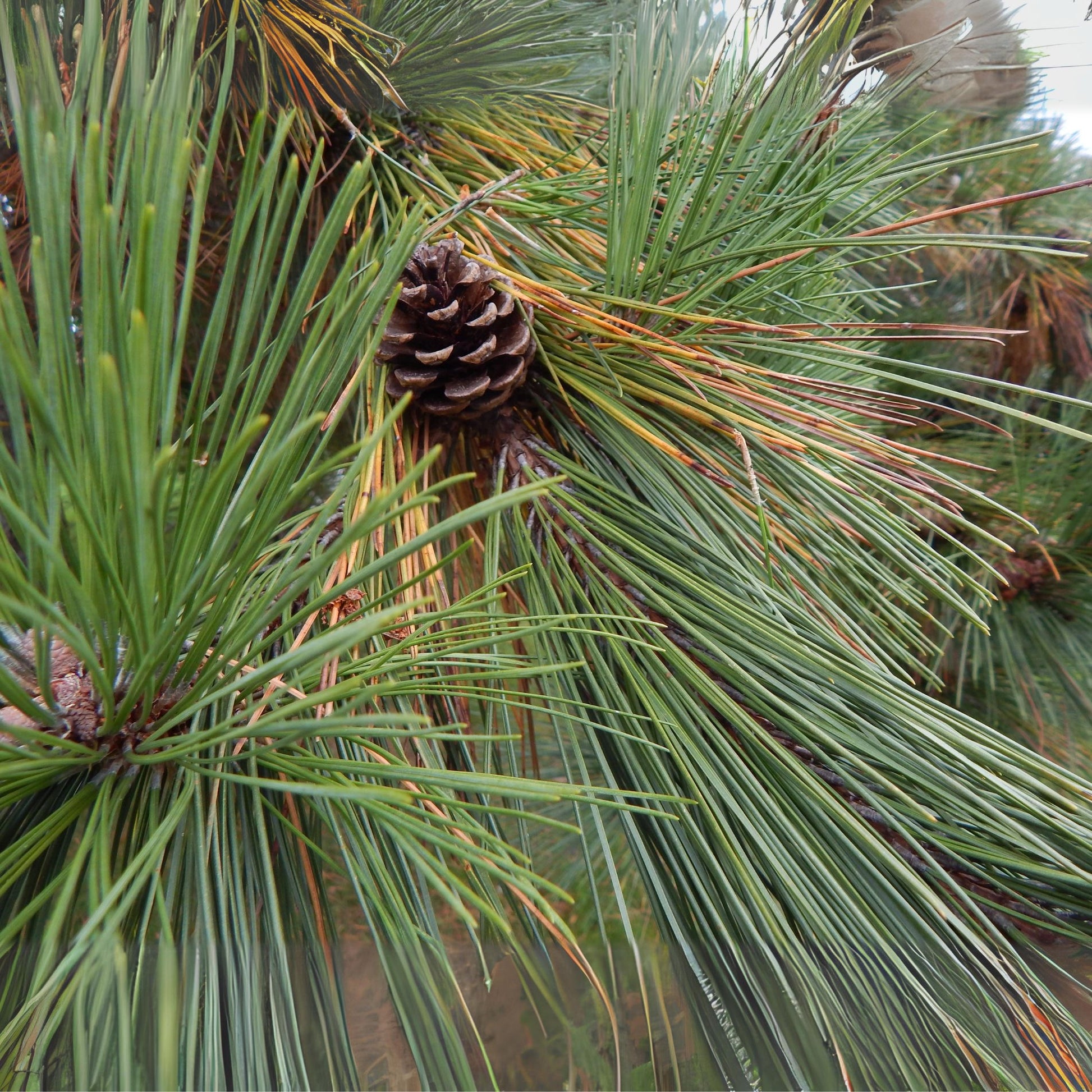 Close-up of a pine cone nestled among green pine needles
