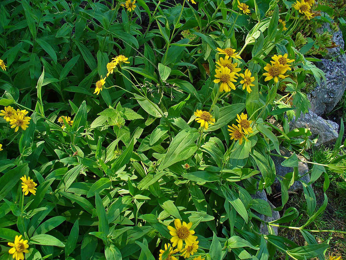 Yellow flowers with green leaves on a natural background