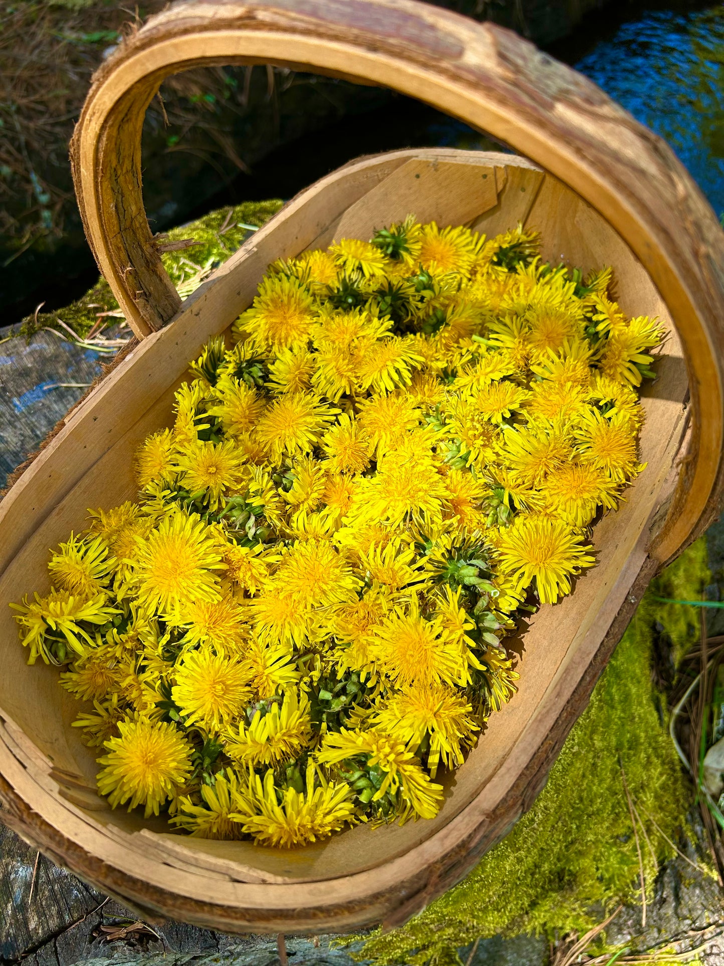 Wooden basket filled with yellow flowers on a natural background