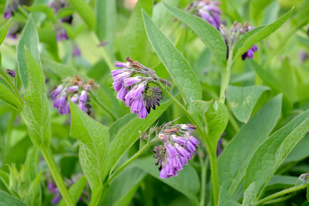 Purple flowers with green leaves on a blurred natural background